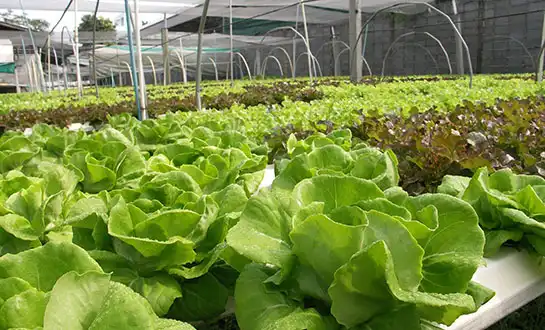 Natural Solutions for Viral Disease Suppression in Greenhouse Crops